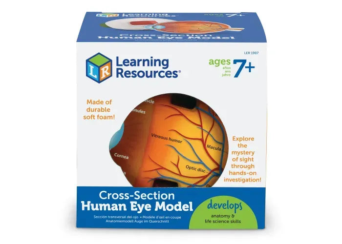Learning Resources Soft Foam Cross-Section Eye Model