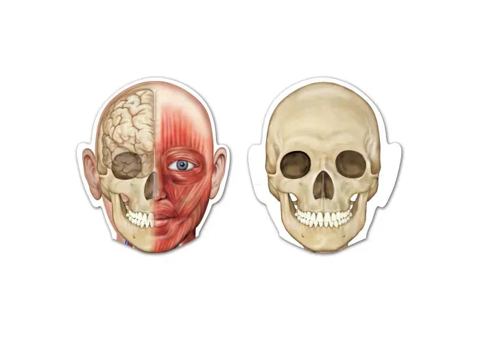 Learning Resources Double-Sided Magnetic Human Body