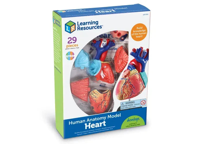 Learning Resources Anatomy Model - Heart
