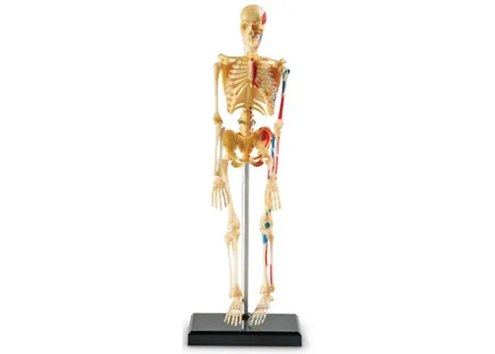 Learning Resources Anatomy Model - Skeleton