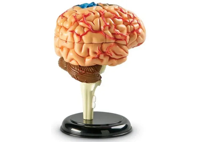 Learning Resources Anatomy Model - Brain