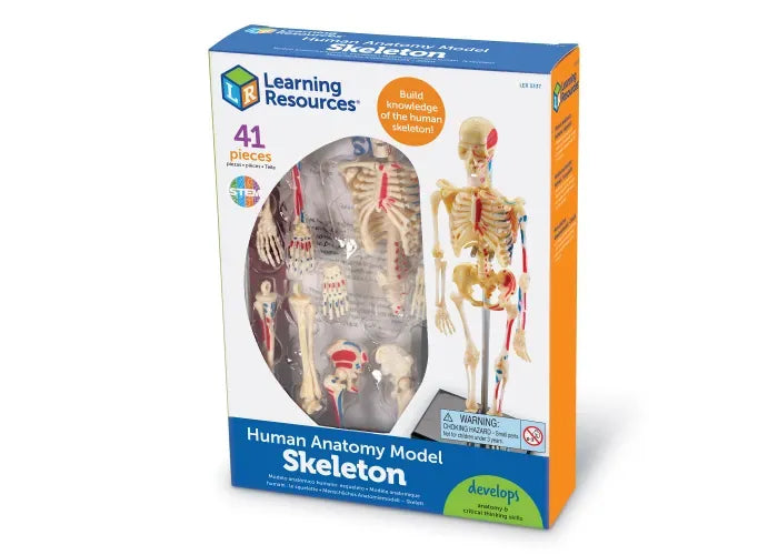 Learning Resources Anatomy Model - Skeleton