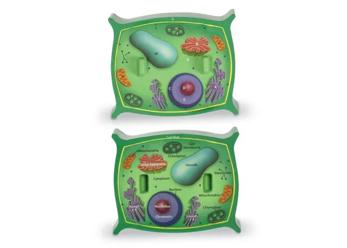 Learning Resources Soft Foam Cross-Section Plant Cell Model
