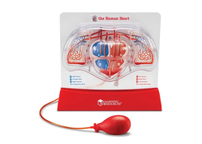 Learning Resources Pumping Heart Model