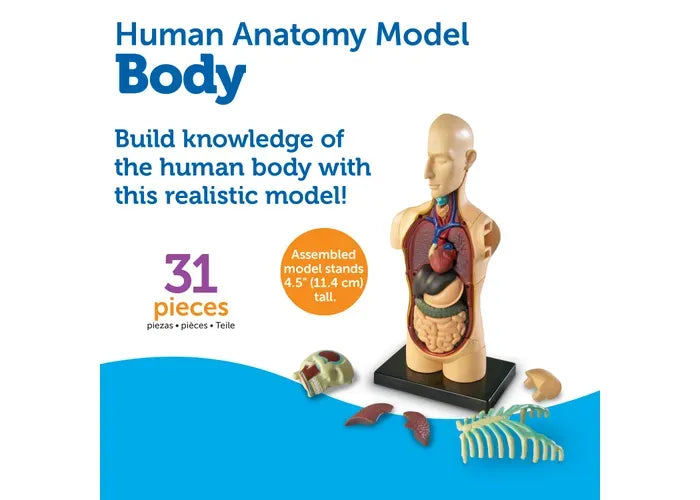 Learning Resources Anatomy Model - Human Body