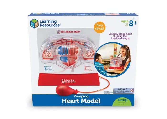 Learning Resources Pumping Heart Model