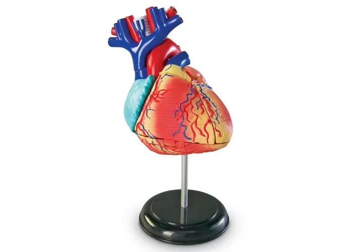 Learning Resources Anatomy Model - Heart