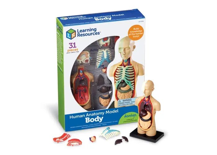 Learning Resources Anatomy Model - Human Body