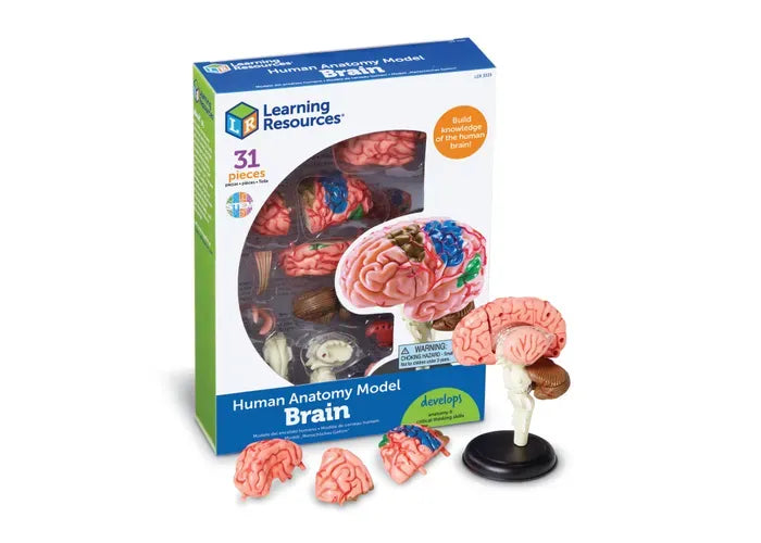 Learning Resources Anatomy Model - Brain